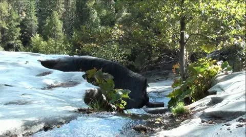 High Sierra's Mountain Stream Stock Footage 12370766