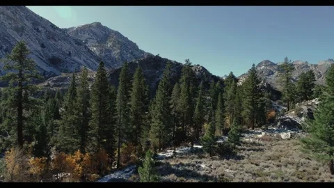 High Sierras Mountains   Pine Trees Near Bishop Stock Footage 147233476