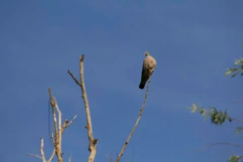 High sitting dove Foto stock