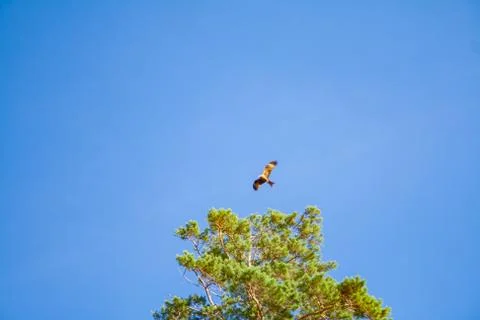 High in the sky, a hawk circles the forest. Stock Photos