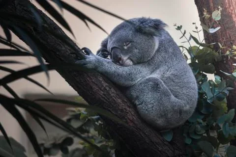 High sleeping Koala Stock Photos