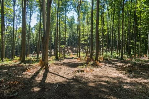 High smooth trunks of beech forest pass sunlight on the ground Stock Photos