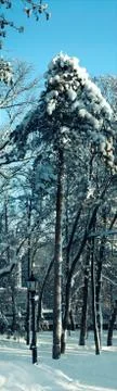 High snow-covered pine in winter park Stock Photos