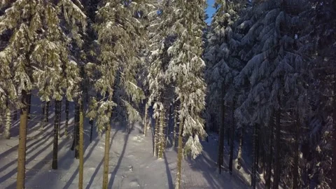 High snowy spruce trees in wild winter forest sunny evening nature Aerial view Stock Footage 150653601