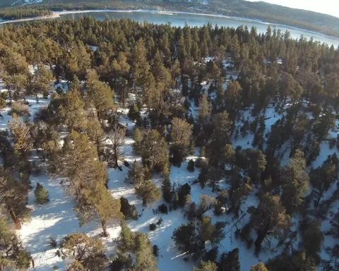 High Speed Above the Trees Stock Footage 221044492