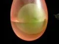 High Speed Camera : Balloon Explosion Double 01 14x Loop Web Footage