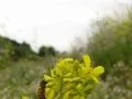 High Speed Camera Bees and Flowers 03 Slow Motion x7 Web Footage