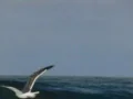 High Speed Camera : California Coasts Big Sur HS Seagulls fly away Web Footage