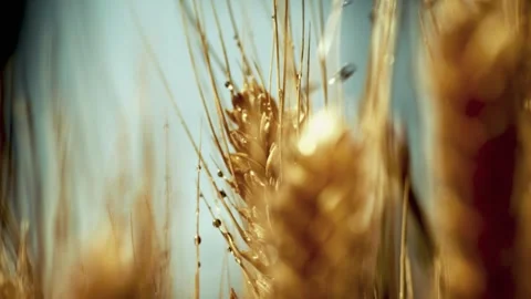 High - Speed Camera  Close - up of Wheat Ear with Water Droplets, China Stock Footage 316060785