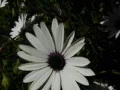 High Speed Camera Flowers Daisy 01 SteadyCam Slow Motion x7 Web Footage