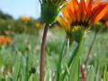 High Speed Camera Flowers Orange 06 SteadyCam Slow Motion x7 Web Footage