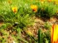 High Speed Camera Flowers Orange 17 SteadyCam Slow Motion x7 Loop Web Footage