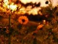 High Speed Camera Flowers Sunset 03 SteadyCam Slow Motion x7 Web Footage