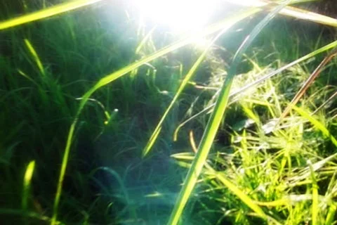 High Speed Camera Flying through Greens and Sunlight 01 SteadyCam Slow Motion Stock Footage