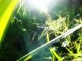 High Speed Camera Flying through Greens and Sunlight 02 SteadyCam Slow Motion Web Footage