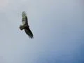 High Speed Camera : Golden Eagle 02 Flying Web Footage