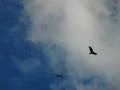 High Speed Camera : Golden Eagle 03 Group Web Footage