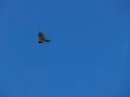 High Speed Camera : Golden Eagle 01 Flying Footage