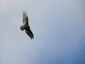 High Speed Camera : Golden Eagle 02 Flying Footage