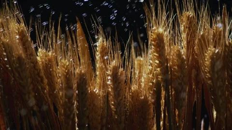 High - Speed Camera  Golden Wheat Ears with Water Drops, China Stock Footage 316061323