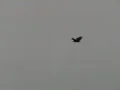High Speed Camera : Hawk flying over in slow motion Web Footage
