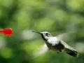 High Speed Camera : Hummingbird 1 Fly away 210fps Web Footage