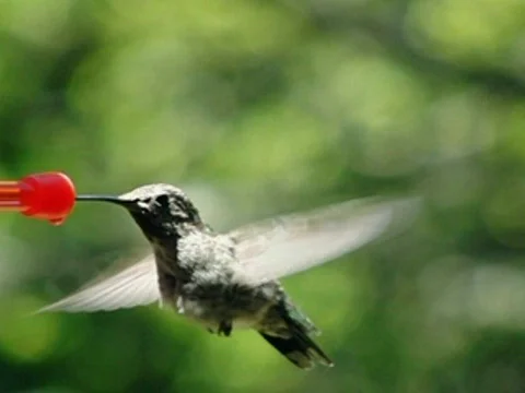 High Speed Camera : Hummingbird 1 700fps Stock Footage