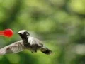 High Speed Camera : Hummingbird 10 Fly away 1050fps Web Footage
