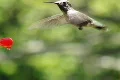 High Speed Camera : Hummingbird 11 Look cam 1050fps Footage