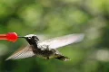 High Speed Camera : Hummingbird 12 Loop 210fps Footage
