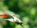 High Speed Camera : Hummingbird 13 Fly away 1050fps Web Footage