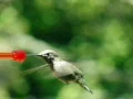 High Speed Camera : Hummingbird 14 Loop Web Footage