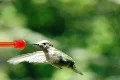 High Speed Camera : Hummingbird 14 Loop 210fps Footage
