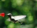 High Speed Camera : Hummingbird 2 8400fps Web Footage