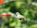 High Speed Camera : Hummingbird 5 fly away 700fps Web Footage