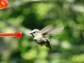 High Speed Camera : Hummingbird 7 Poop 700fps Web Footage