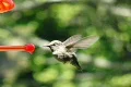 High Speed Camera : Hummingbird 7 Poop 700fps Footage