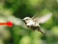 High Speed Camera : Hummingbird 8 Red Fly away 210fps Web Footage