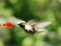 High Speed Camera : Hummingbird 9 Red Loop 210fps Web Footage