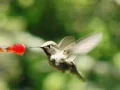 High Speed Camera : Hummingbird 9 Red Loop 700fps Web Footage