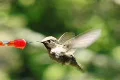 High Speed Camera : Hummingbird 9 Red Loop 700fps Footage