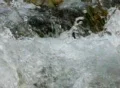 High Speed Camera : River water flow slow motion Loop Footage