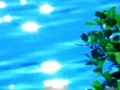 High Speed Camera : Water Sunlight Reflections and Leaves 3 Loop Web Footage