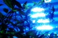 High Speed Camera : Water Sunlight Reflections and Leaves 1 Loop Footage