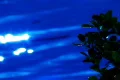 High Speed Camera : Water Sunlight Reflections and Leaves 4 Loop Footage