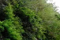 High Speed Camera : Waterfalls and Ferns Slow Motion Footage