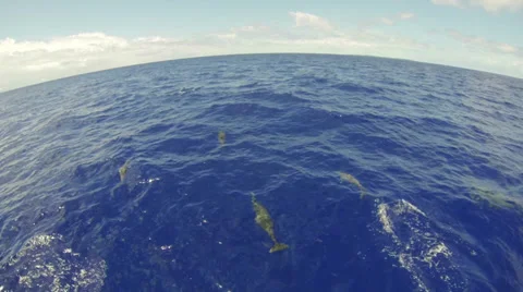 High-speed close view of dolphins swimming just below blue ocean surface Video stock 39424014