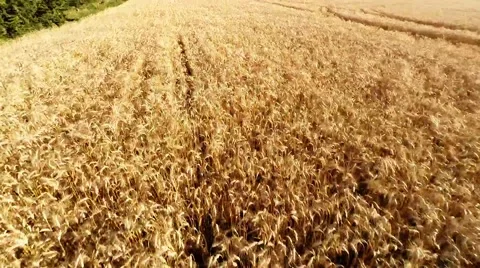 High Speed Drone Flight over wheat field 스톡 동영상 63569815