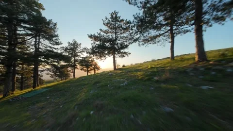High Speed Drone Gliding Between Trees on a Mountain Pass Stock Footage 328598464