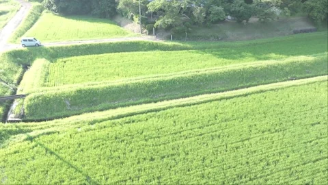 High-Speed Drone Pass Across Rice Fields Toward a Hidden Japanese Temple Stock Footage 321947202
